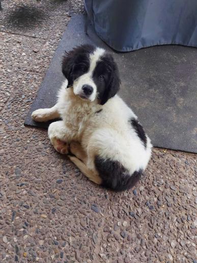 Bonzo ist mit 15 Wochen bei uns eingezogen.