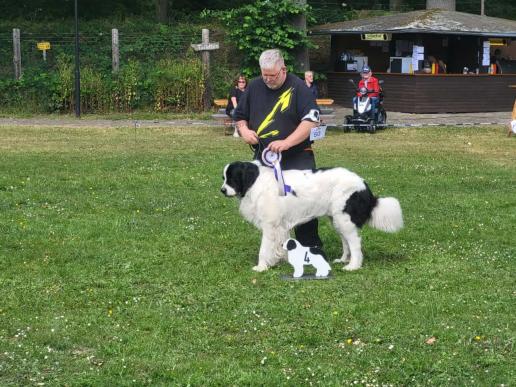 Bonzo auf der Clubschau in Wittingen SG 4