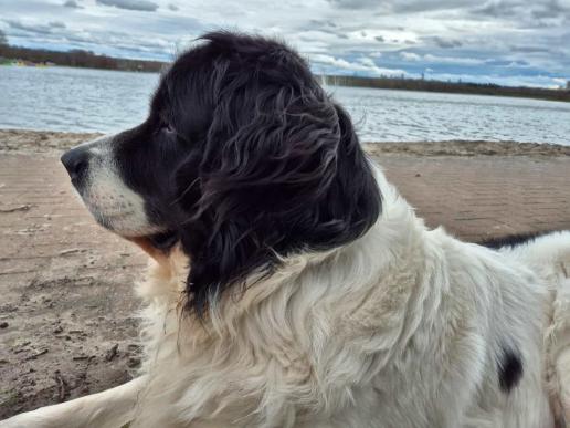 Bonzo Ostern 2024 am Tankumsee
