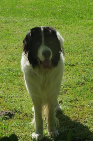 Bonzo, ein Jahr alt.